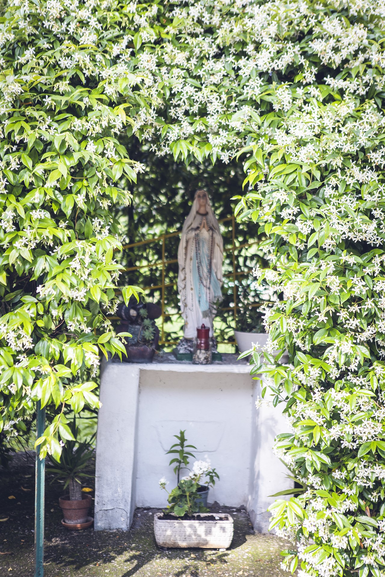 Il giardino di pini della Casa per Ferie San Luigi